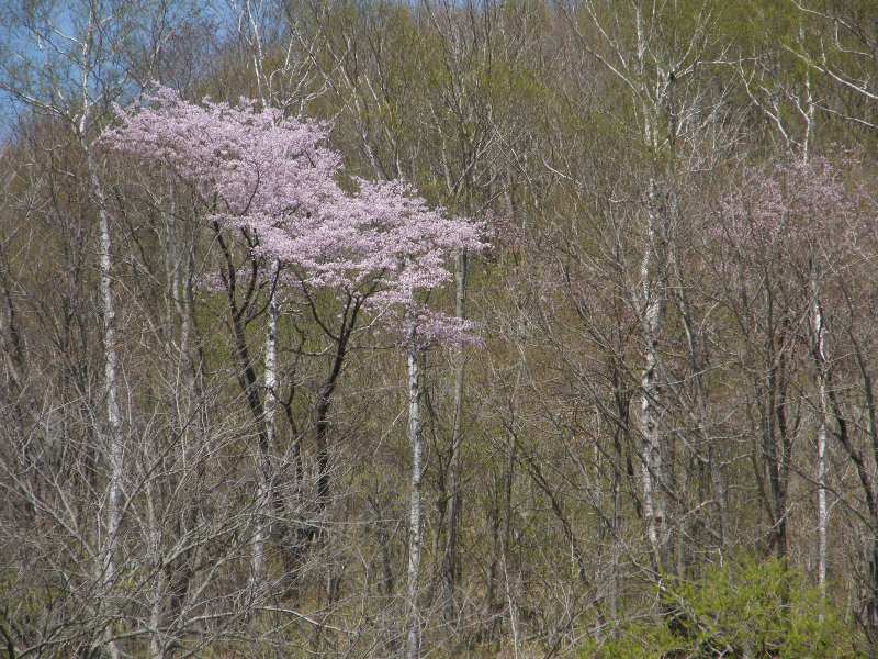 桜たち