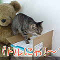 090127-【猫ムービー】バトルにゃ！～１