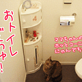 090302-【猫アニメ】新しいお友達にゃ！