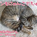 090410-【猫アニメ】華の命は短いのにゃ～