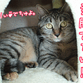 090413-【猫アニメ】大きさ比べにゃ！～3