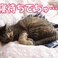 090416-【猫アニメ】きょうも寝て待つにゃ～