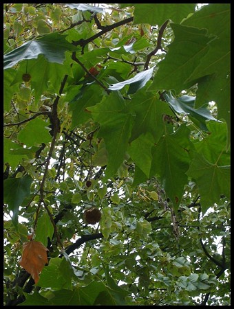 P1680297