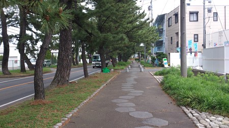 14052008_知立松並木