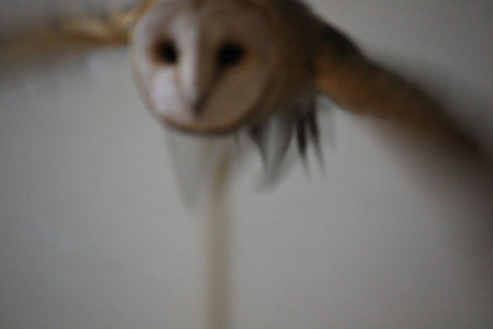 mame H21.3.11 2