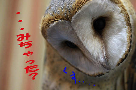 mame H21.3.15 見ちゃった?
