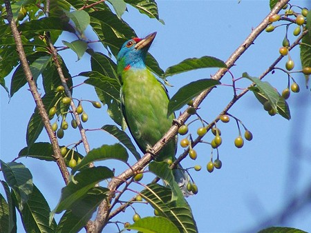 アオノドゴシキドリ(Blue-throated Barbet) IMGP23615_R