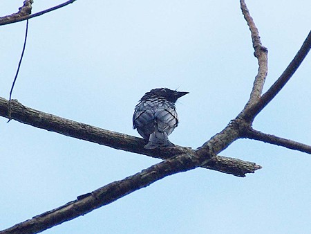 ヒメオウチュウ(Bronzed Drongo) IMGP7236_R