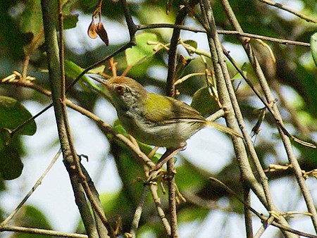 オナガサイホウチョウ(Common Tailorbird) IMGP47518_R