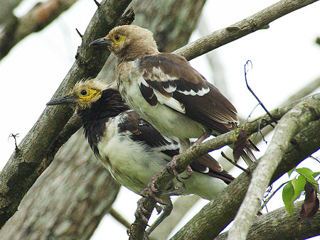 クビワムクドリ(Black-collared Starling) IMGP48261_R