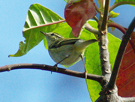 キマユムシクイ(Yellow-browed Warbler) IMGP50116_R