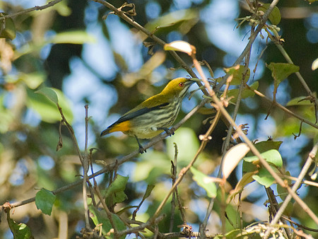 ムナフハナドリ(Yellow-vented Flowerpecker) IMGP53234_R