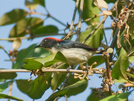 セアカハナドリ(Scarlet Flowerpecker) IMGP53594_R