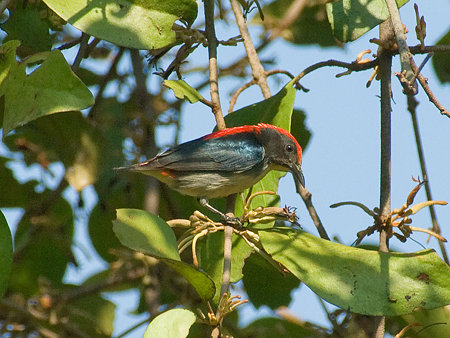 セアカハナドリ(Scarlet Flowerpecker) IMGP53590_R