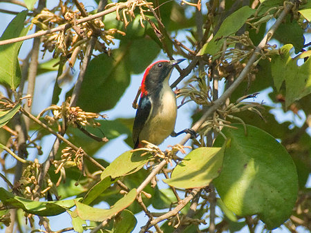 セアカハナドリ(Scarlet Flowerpecker) IMGP53587_R