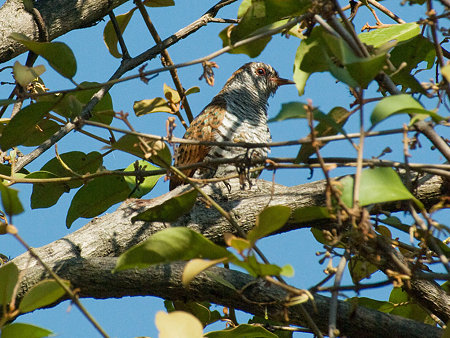 スミレテリカッコー♀(Violet Cuckoo) IMGP54132_R