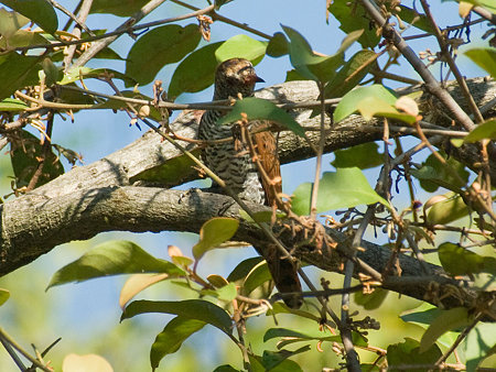 スミレテリカッコー♀(Violet Cuckoo) IMGP54113_R