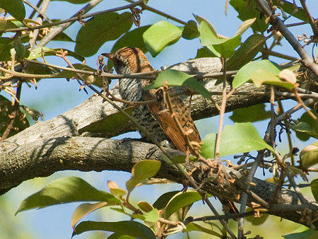 スミレテリカッコー♀(Violet Cuckoo) IMGP54108_R