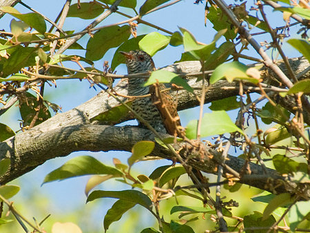 スミレテリカッコー♀(Violet Cuckoo) IMGP54102_R