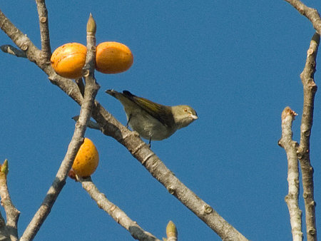 アオハナドリ(Plain Flowerpecker) IMGP53888_R