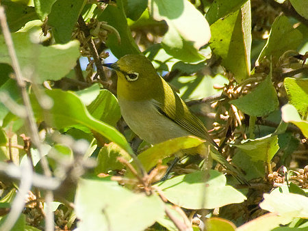 メジロ(Japanese White-eye) IMGP54251_R