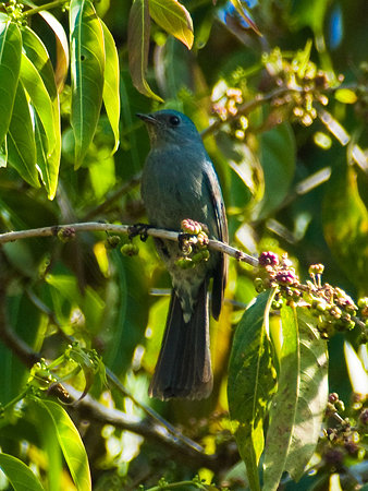 ウスヒメアオヒタキ(Pale Blue Flycatcher) IMGP102926_R