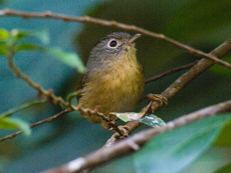 メジロチメドリ(Grey-cheeked Fulvetta) IMGP103343_R