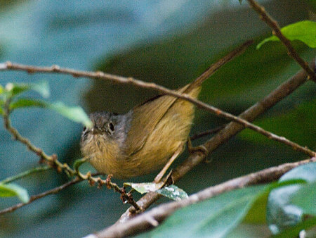 メジロチメドリ(Grey-cheeked Fulvetta) IMGP103341_R