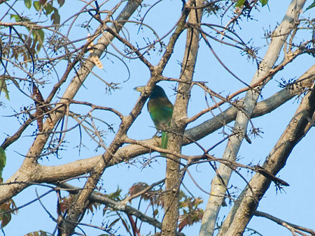オオゴシキドリ? IMGP104571(800)