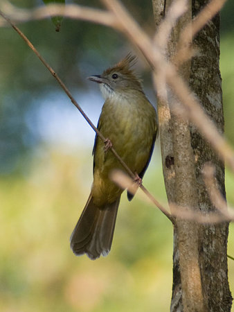 ノドジロカンムリヒヨドリ(Puff-throated Bulbul) IMGP103426_R