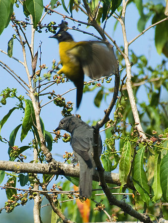 オウチュウカッコウ(Drongo Cuckoo) IMGP104724_R