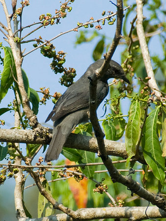 オウチュウカッコウ(Drongo Cuckoo) IMGP104721_R