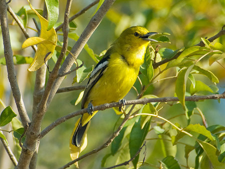 ヒメコノハドリ(Common Iora) IMGP104348_R2