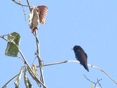 スミレテリカッコー(Violet Cuckoo) IMGP58485_R