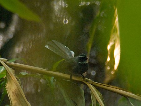 ノドジロオウギビタキ(White-throated Fantail) IMGP108036_R