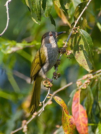 ミヤマヒヨドリ(Mountain Bulbul) IMGP104531_R2