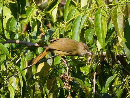 メジロヒヨドリ(Grey-eyed Bulbul) IMGP103712_R