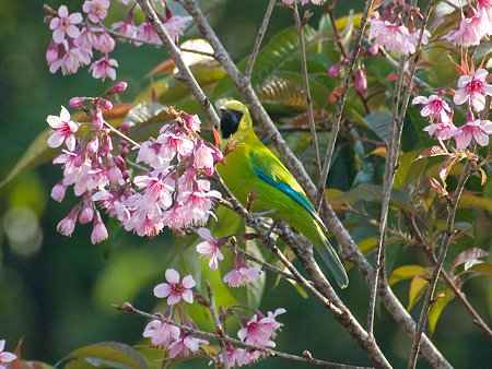 アオバネコノハドリ(Blue-winged Leafbird) IMGP102418_R