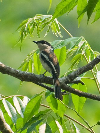 ヒタキサンショウクイ(Bar-winged Flycatcher-shrike) IMGP109379_R