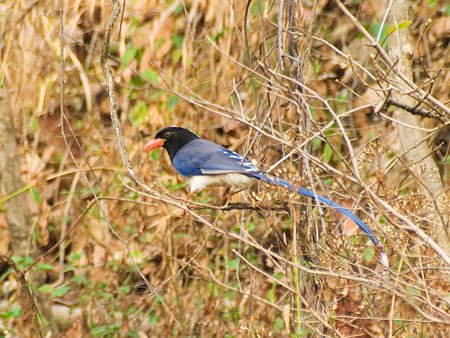 サンジャク(Red-billed Blue Magpie) IMGP111490_R