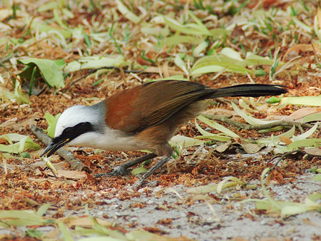 ハクオウチョウ(White-crested Laughingthrush) IMGP2065(LR)_R
