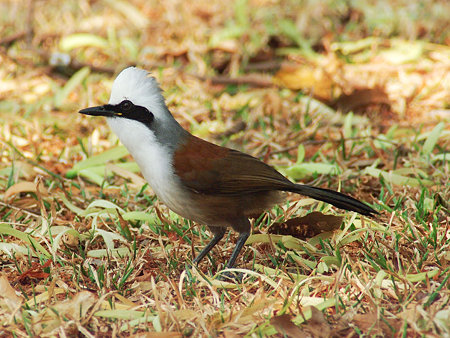 ハクオウチョウ(White-crested Laughingthrush) IMGP2057(LR)_R