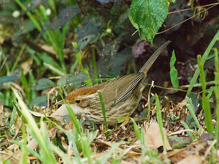 ムナフジチメドリ(Puff-throated Babbler) IMGP56117-3R_(NI)