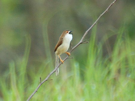 キンメセンニュウチメドリ(Yellow-eyed Babbler) IMGP114386_R