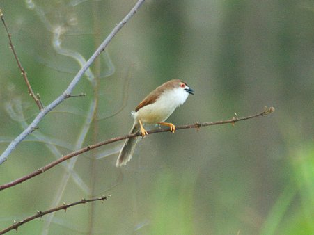 キンメセンニュウチメドリ(Yellow-eyed Babbler) IMGP114404_R