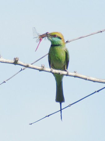 ミドリハチクイ(Green Bee-eater) IMGP114292_R