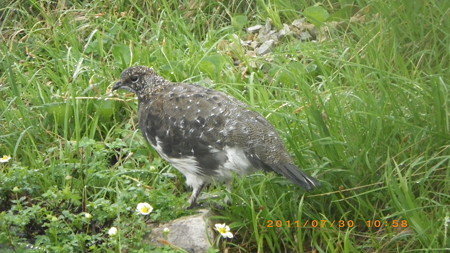 雨なら雷鳥2011