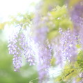 Photos: 「陶酔」