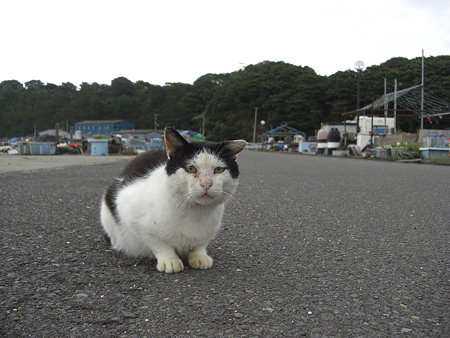 猫＠田代島