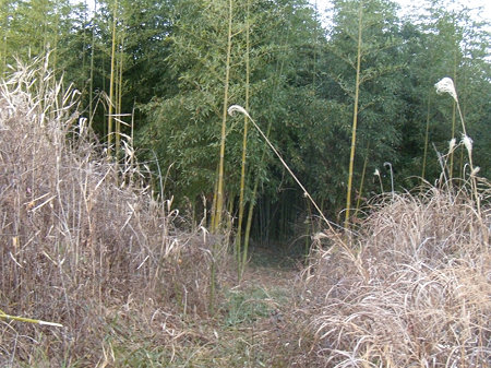 荒れ地の中の竹やぶ